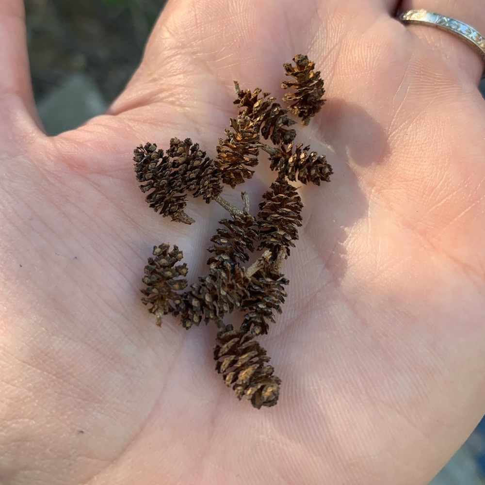 Ten miniature cones